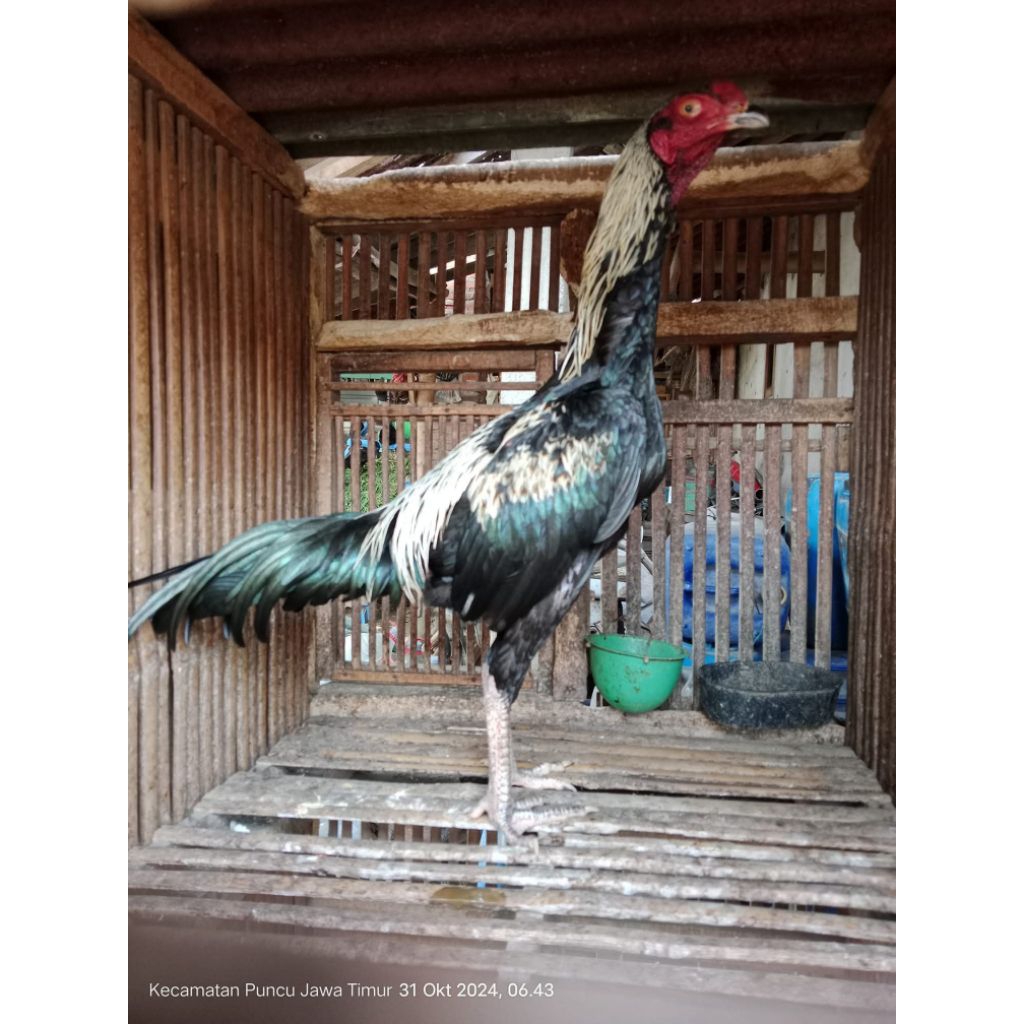 

Ayam Mangon Ori 100% Usia 5 Bulan (4y4m Hidup)