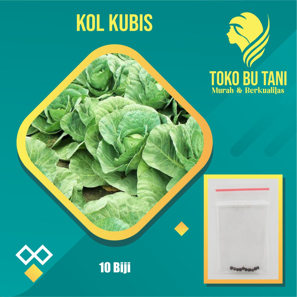 BTN Benih Kol Kubis Hijau Bibit Kol Kubis Hijau Tanaman Sayur Sayuran