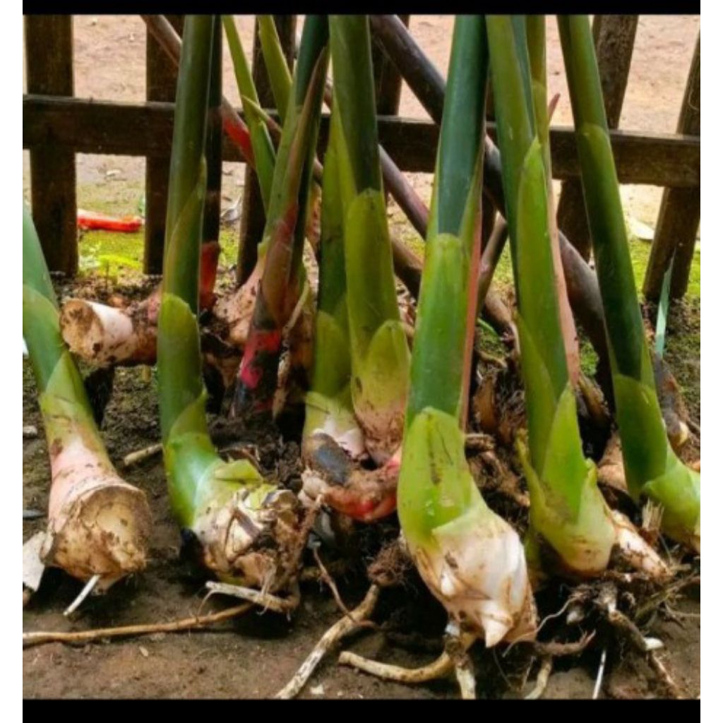 

Bibit Bonggol Kecombrang Hijau/Combrang Romeh siap tanam