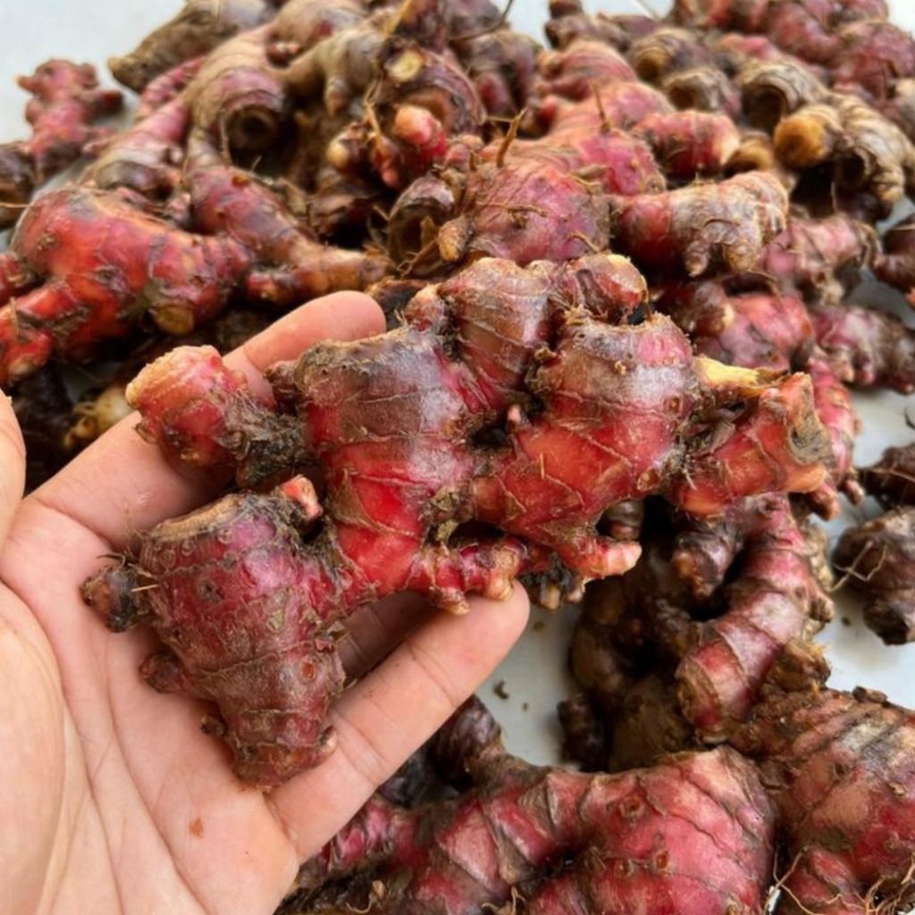 Jahe Merah 1kg Fresh Sudah Dicuci/ Jahe Merah Asli