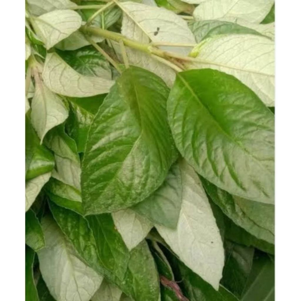 

Lalapan herbal mentah reundeu segar Harga 5000Stok 30 Berat 100 gram Harga untuk 100 gram