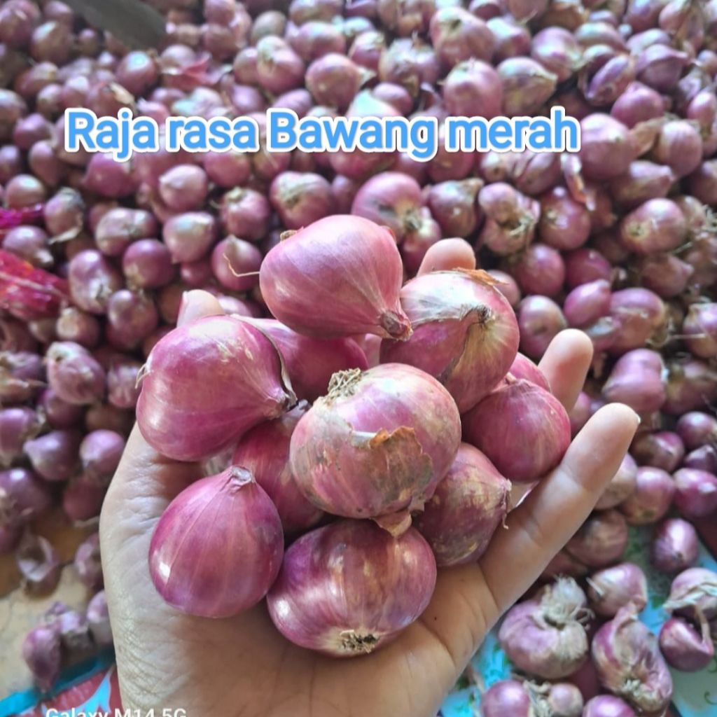 bawang merah super jumbo exspor/bawang merah 1kg/bawang merah kering