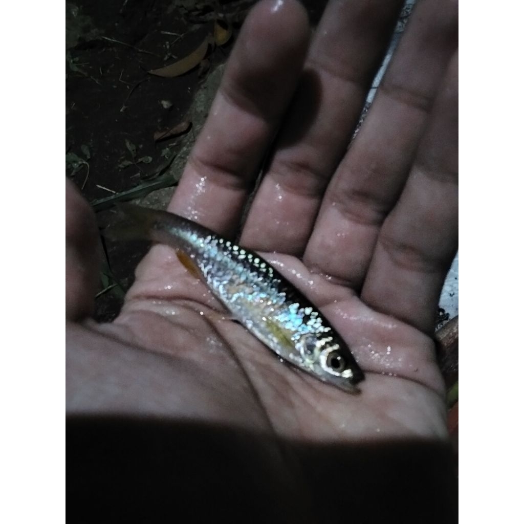 ikan wader/klemar segar hidup 10ekor