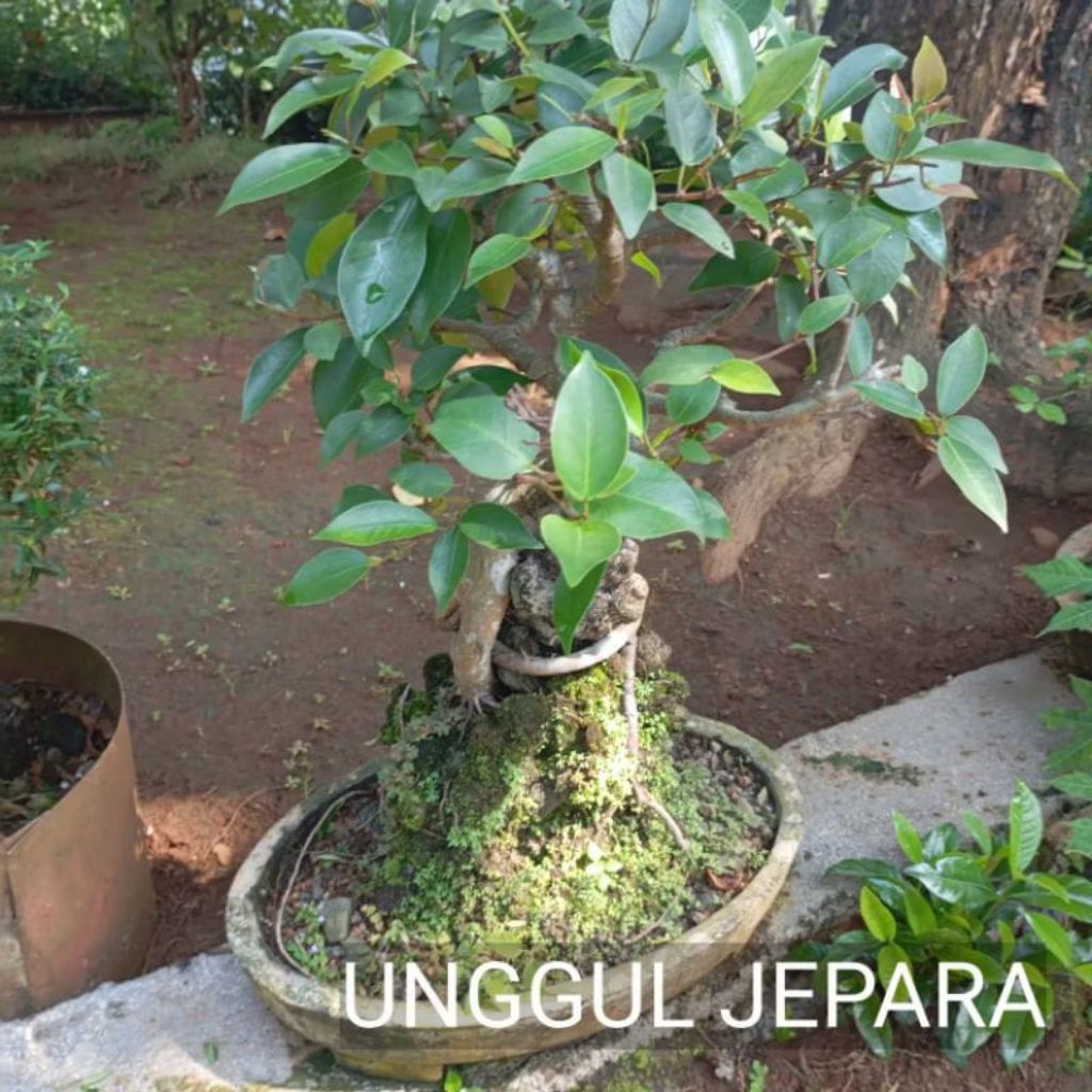BONSAI BERINGIN BENJAMIN JUMBO