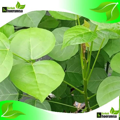 

Daun dadap segar 500 gram herbal alami masih fresh
