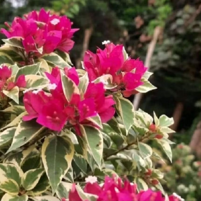 Bougenville Singapore Varigata Merah Fanta