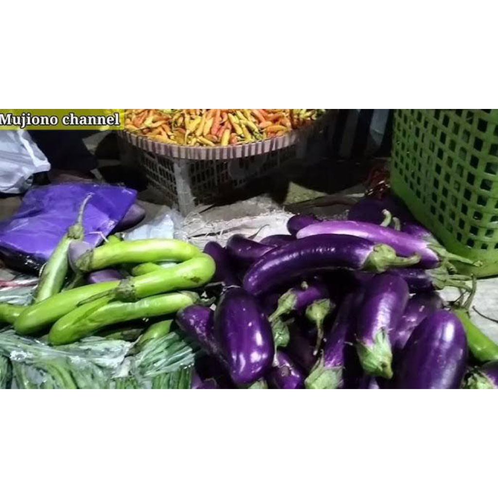 

Terong (Hijau / Ungu)