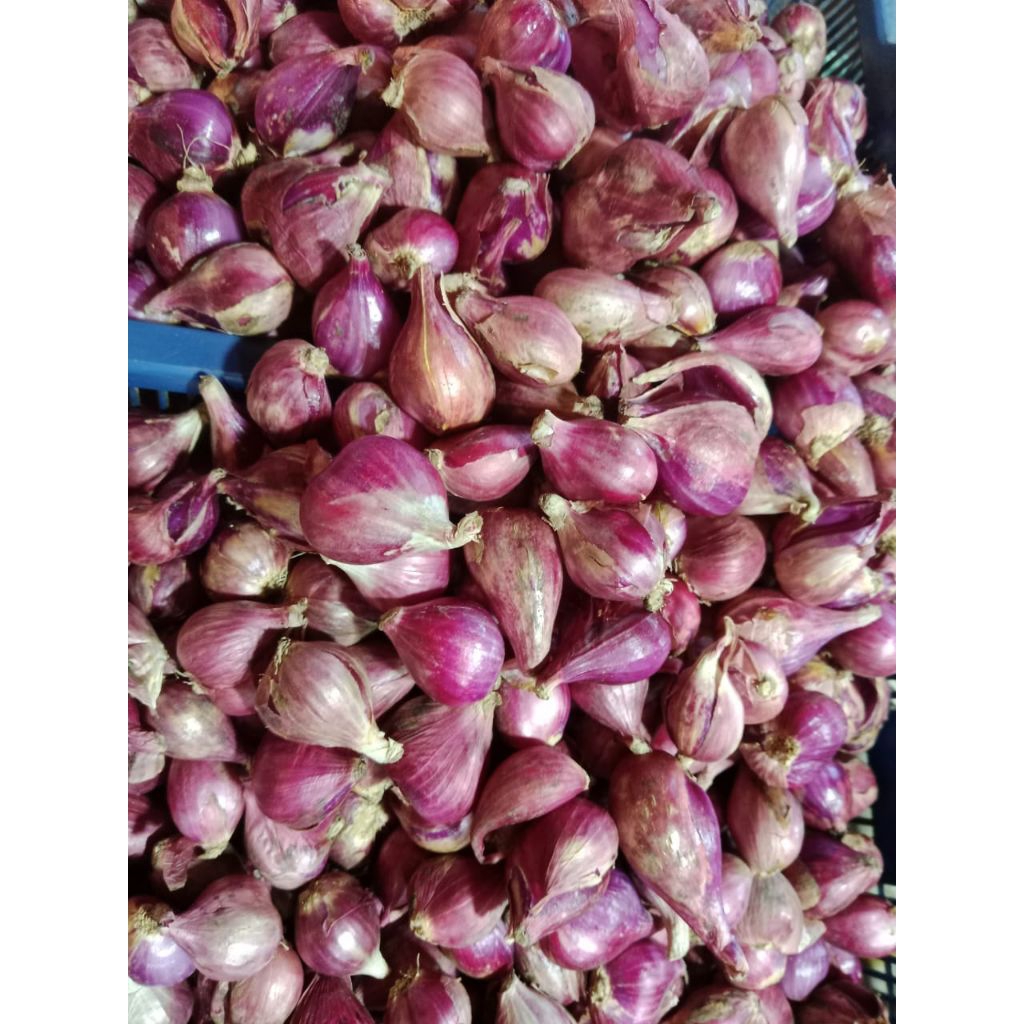 

Bawang Merah Brebes Besar