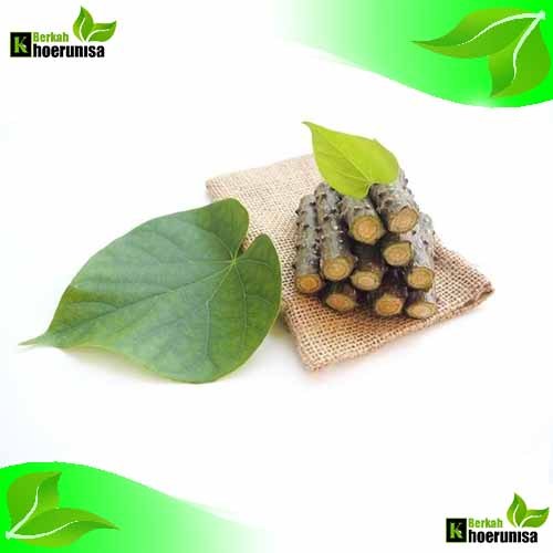 

Brotowali Batrawali Segar pahit 500 gram herbal