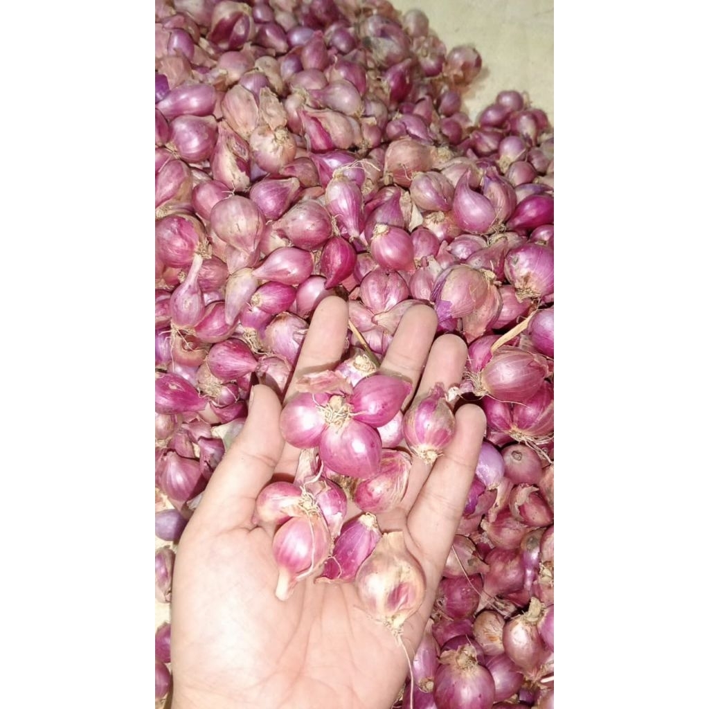 

BAWANG MERAH Fresh Bersih Murah Berkualitas 500 gr - 1 kg Ukuran tanggung