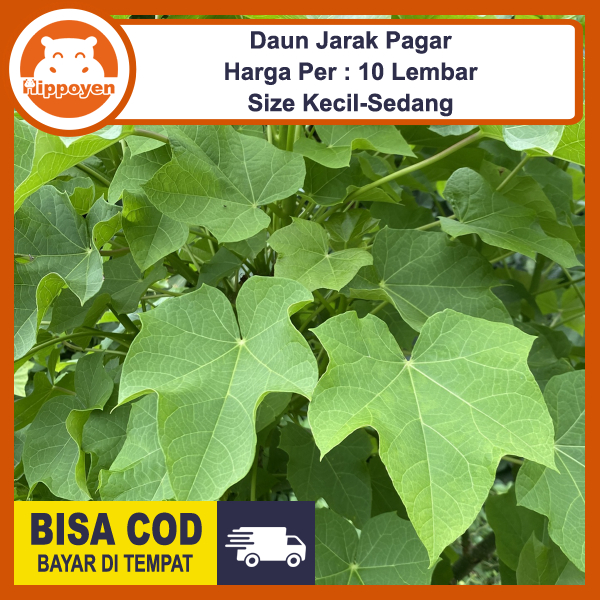 

Daun Jarak Pagar 10 Lembar Segar Obat Herbal