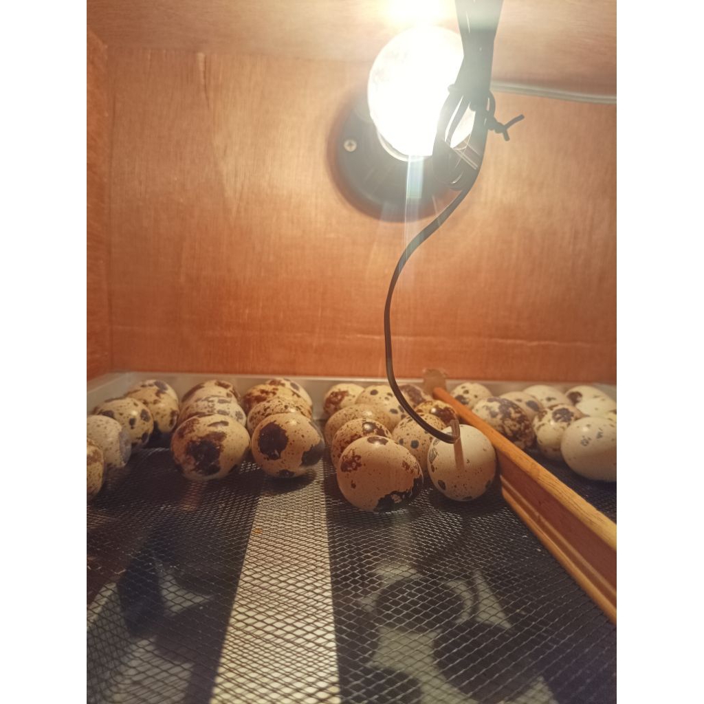 TELUR PUYUH FERTIL/TETAS (SS)