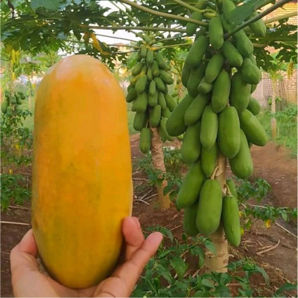 

BUAH PEPAYA CALIFORNIA MASAK 1KG NON KARBIT MASAK DI POHON 100 % ORGANIK