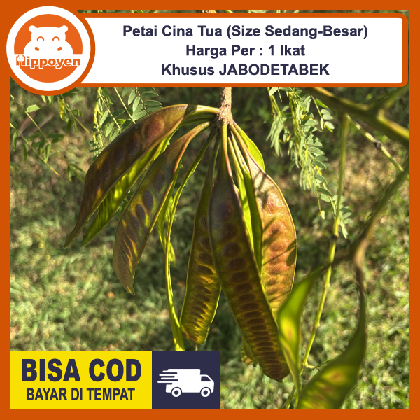 

Lamtoro Petai Pete Palending Mlandingan Cina Tua 30 Pcs Petik Dadakan Bukan Kupas