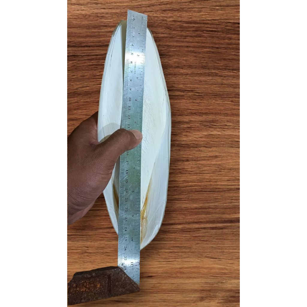 Tulang sotong Jumbo Utuh