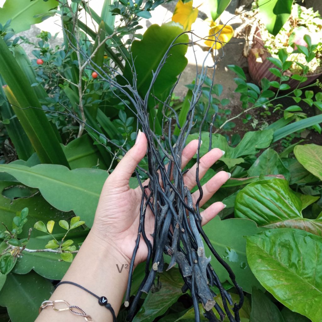 Bahan Akar Bahar Hitam Size Kecil Minimalis