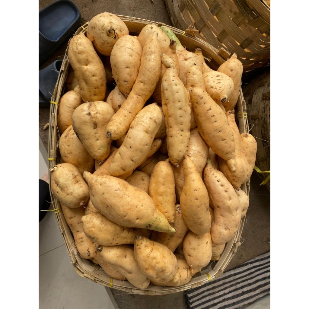 

UBI CILEMBU UKURAN SEDANG 1KG