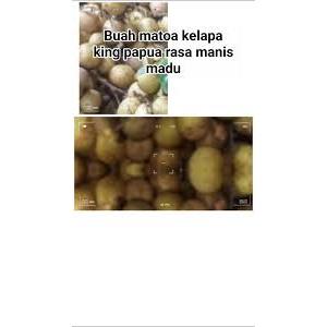 

Tanaman Matoa King Papua