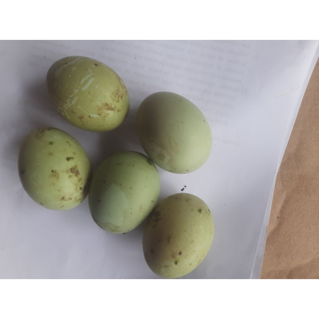 

Telur Bebek Fres konsumsi langsung dari Kandang