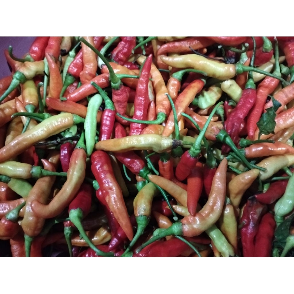 

Cabe rawit segar 1kg