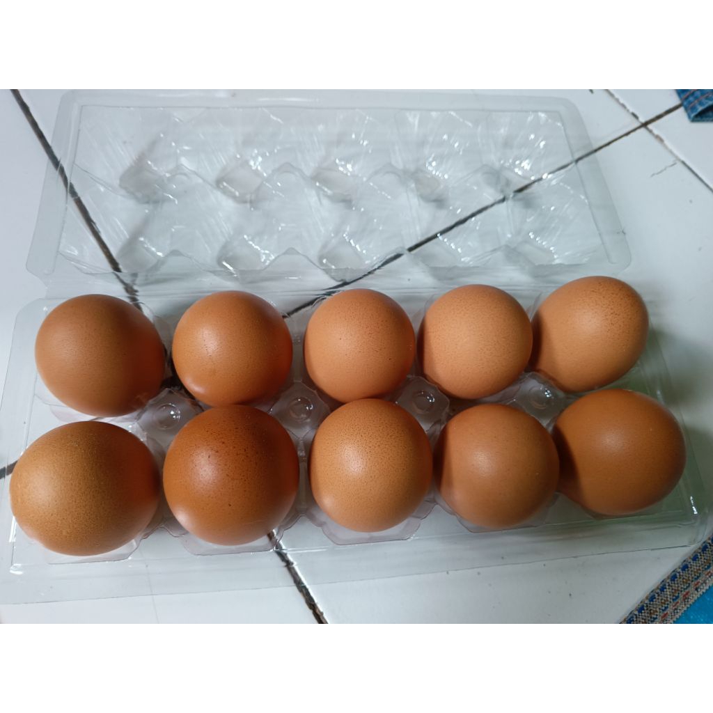 

TELUR AYAM NEGERI KEMASAN 10 BUTIR