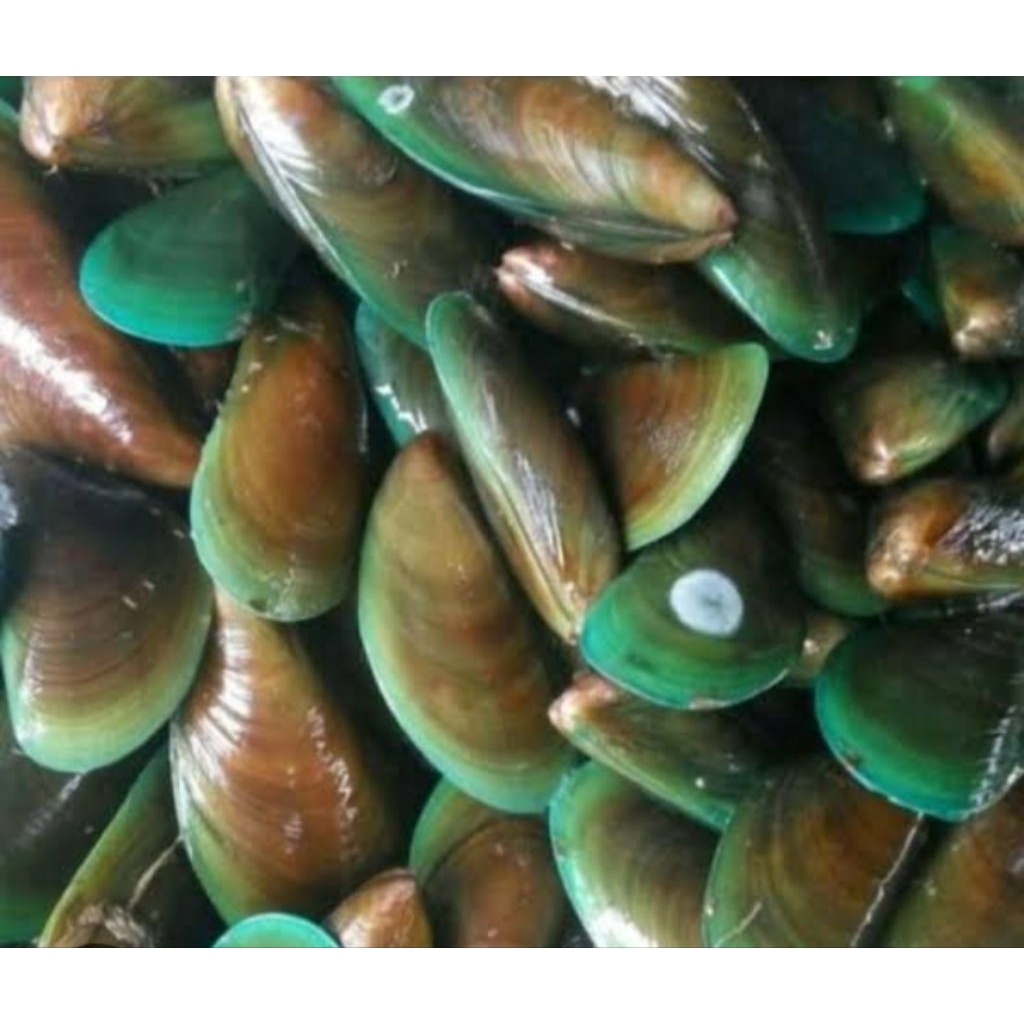 

kerang ijo
