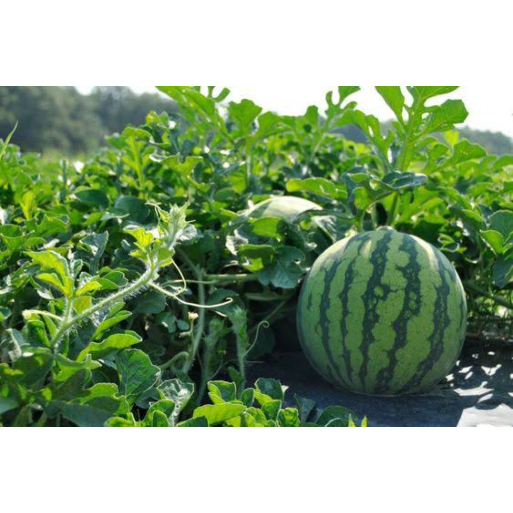 2 Benih Semangka Merah Non Biji Benih Benih Semangka Merah Non Biji Unggul Berkualiatas Bibit Semang