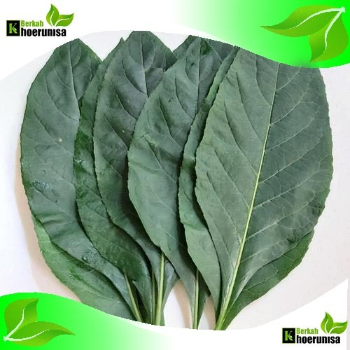 

Daun afrika Segar 100 Lembar herbal alami