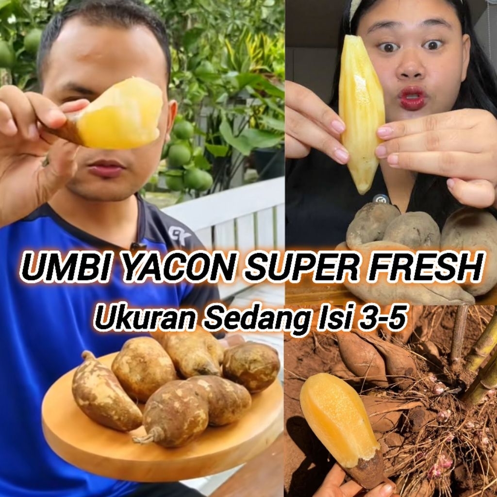 

Ubi Yacon Asli Wonosobo, Ukuran Sedang Manis Murah , Setengah Kg Isi 3-5