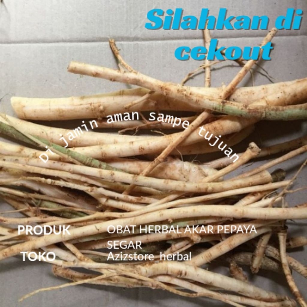 

obat herbal alami akar pepaya segar siap pakai 500 gram