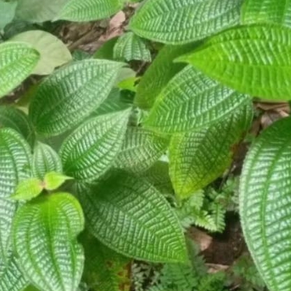 

Daun Harendong Bulu segar 1 Kg