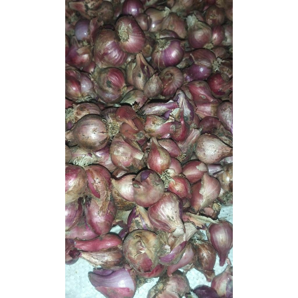 

Bawang Merah Nganjuk 1 KG, baru panen
