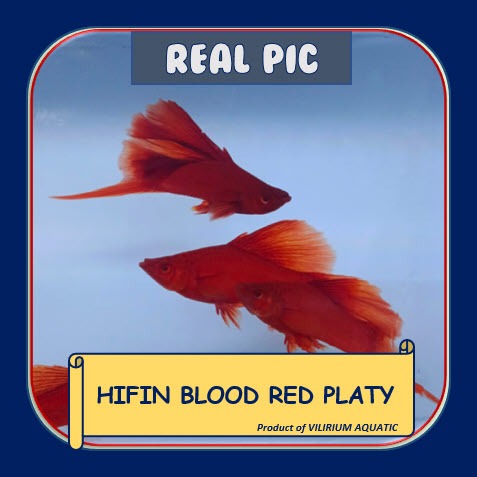IKAN HIAS AIR TAWAR - PLATY BLOOD RED HIFIN / PLATIS BLOODRED HIFIN (IKAN AQUASCAPE)