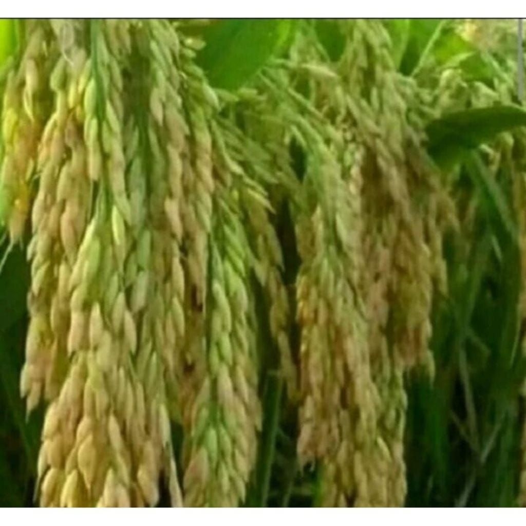 BENIH PADI HIBRIDA 1KG