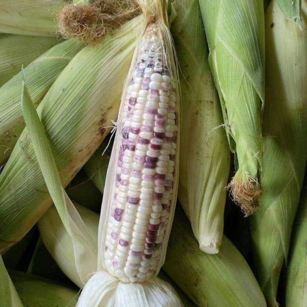 

JAGUNG KETAN PULEN ASLI JAWA TENGAH