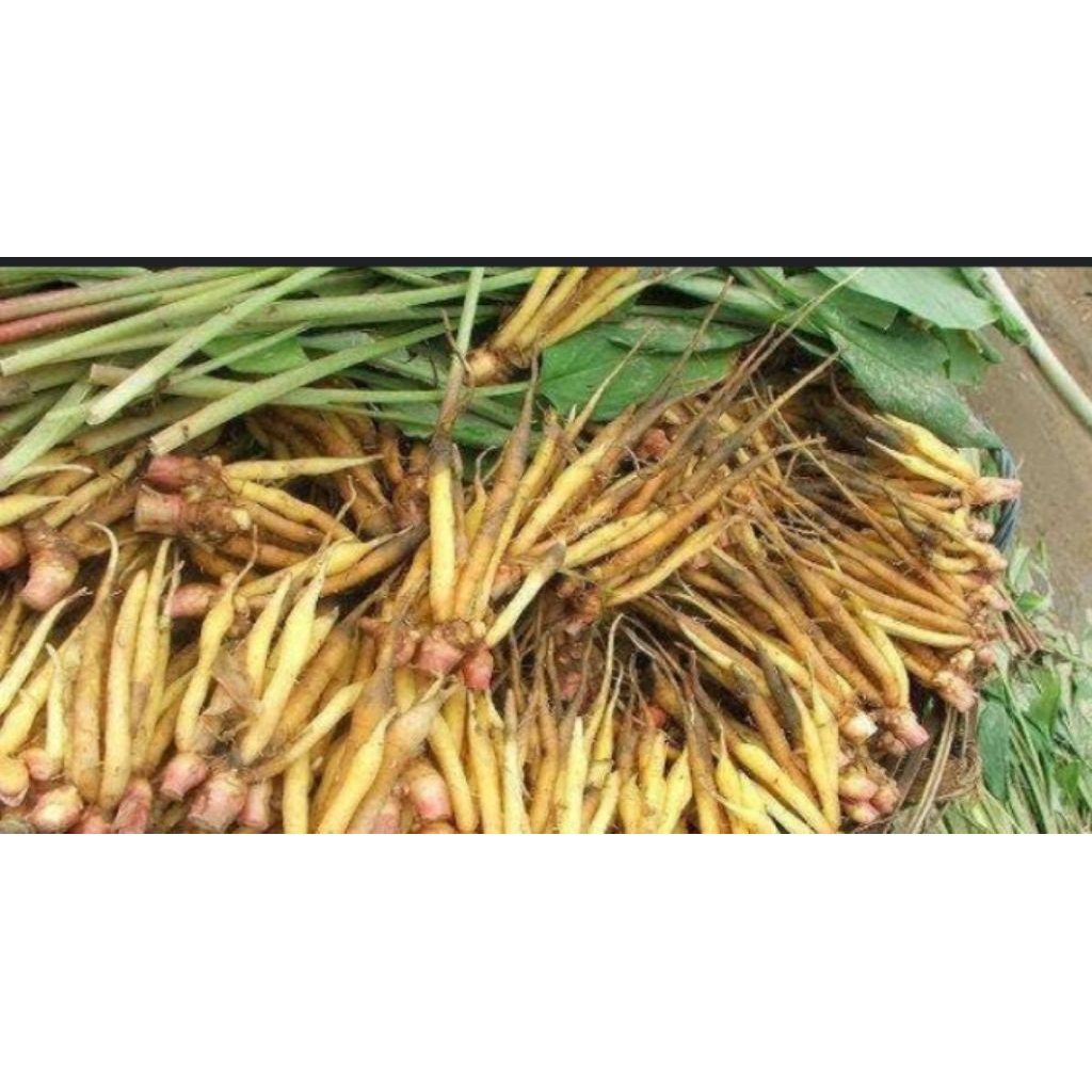 

temu.kunci.gede2 bersih pilihan.1kg