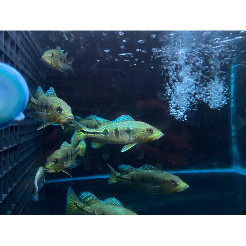 Pbass Orinoco Hulk 3 Spot ukuran 12-14 cm.