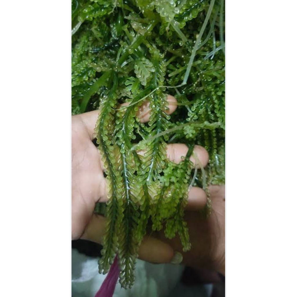 

latoh/anggur laut/ bulung boni/green caviar 1000g