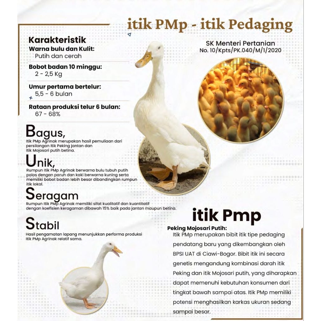 DOD ITIK PMP/BetinaDOD ITIK PMP/Jantan