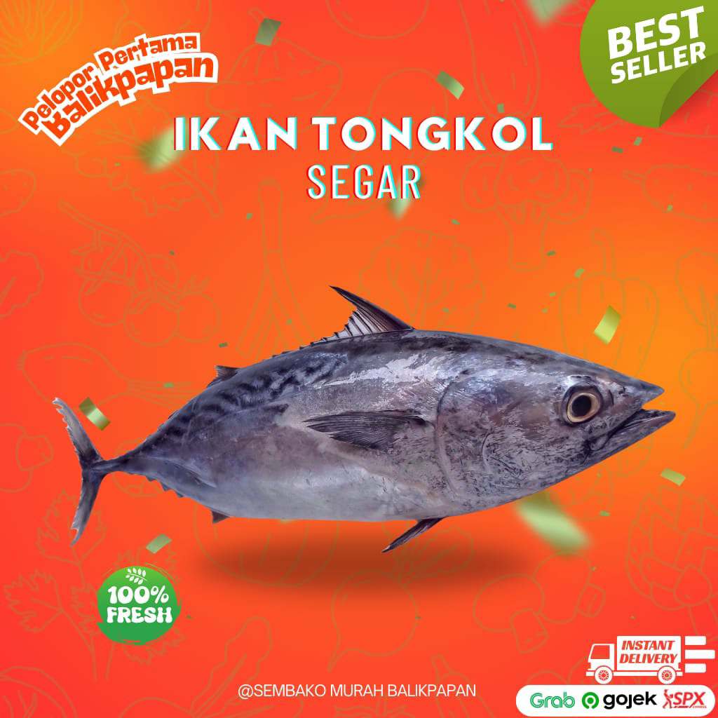 

ikan tongkol besar 1kg
