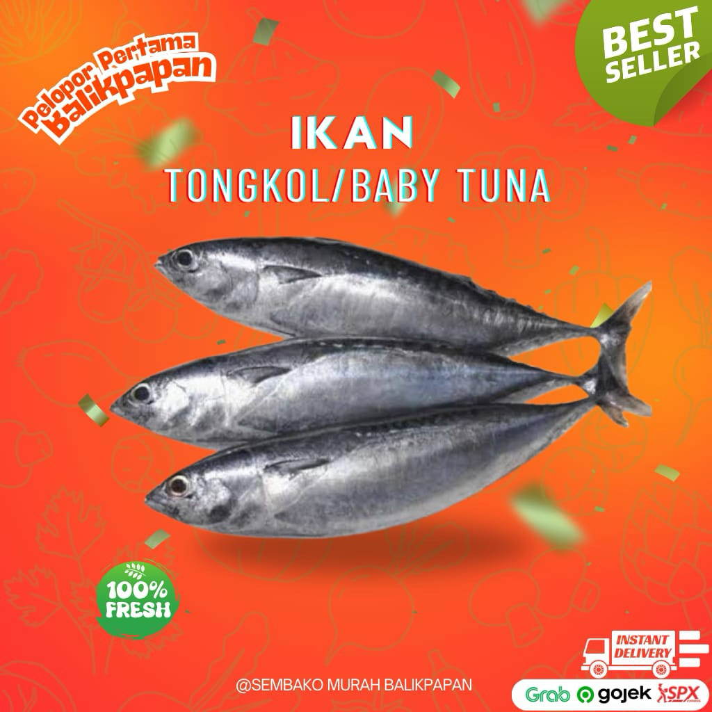 

tongkol segar / baby tuna 1kg