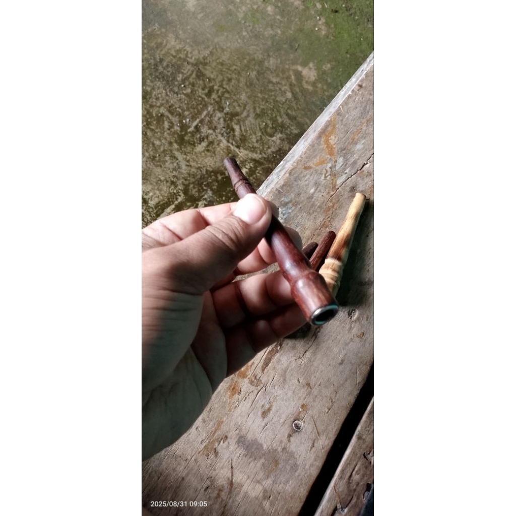 PIPA ONCE KAYU JERUK, KAYU DAMAR LAUT