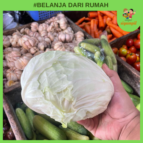 

Kol Kubis Segar 350-500gr