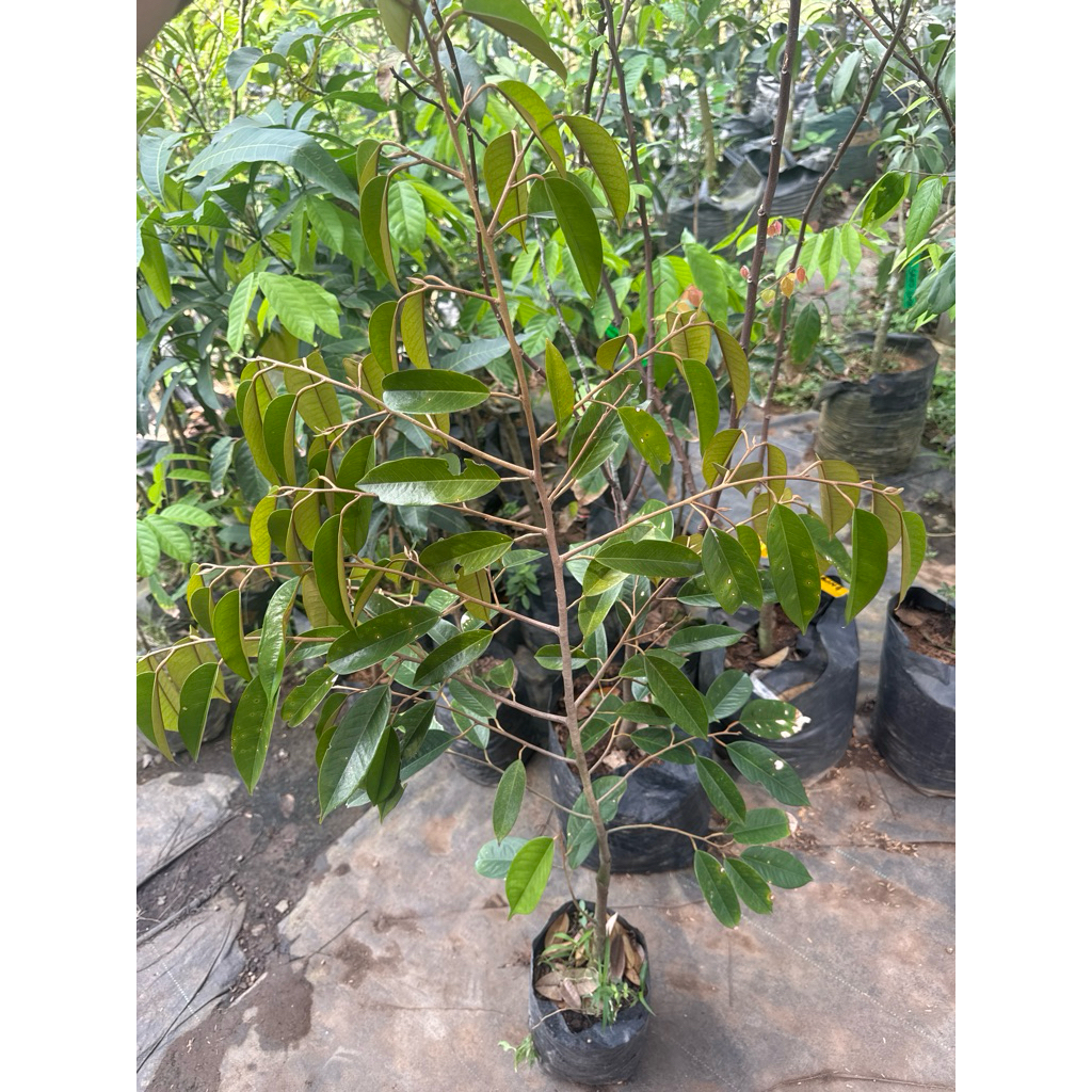BIBIT DURIAN BAWOR 1 meter