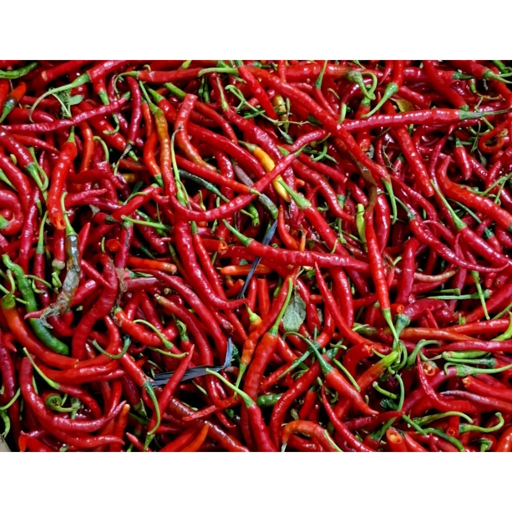 

Cabai keriting merah 250gram 500 gram 1kg