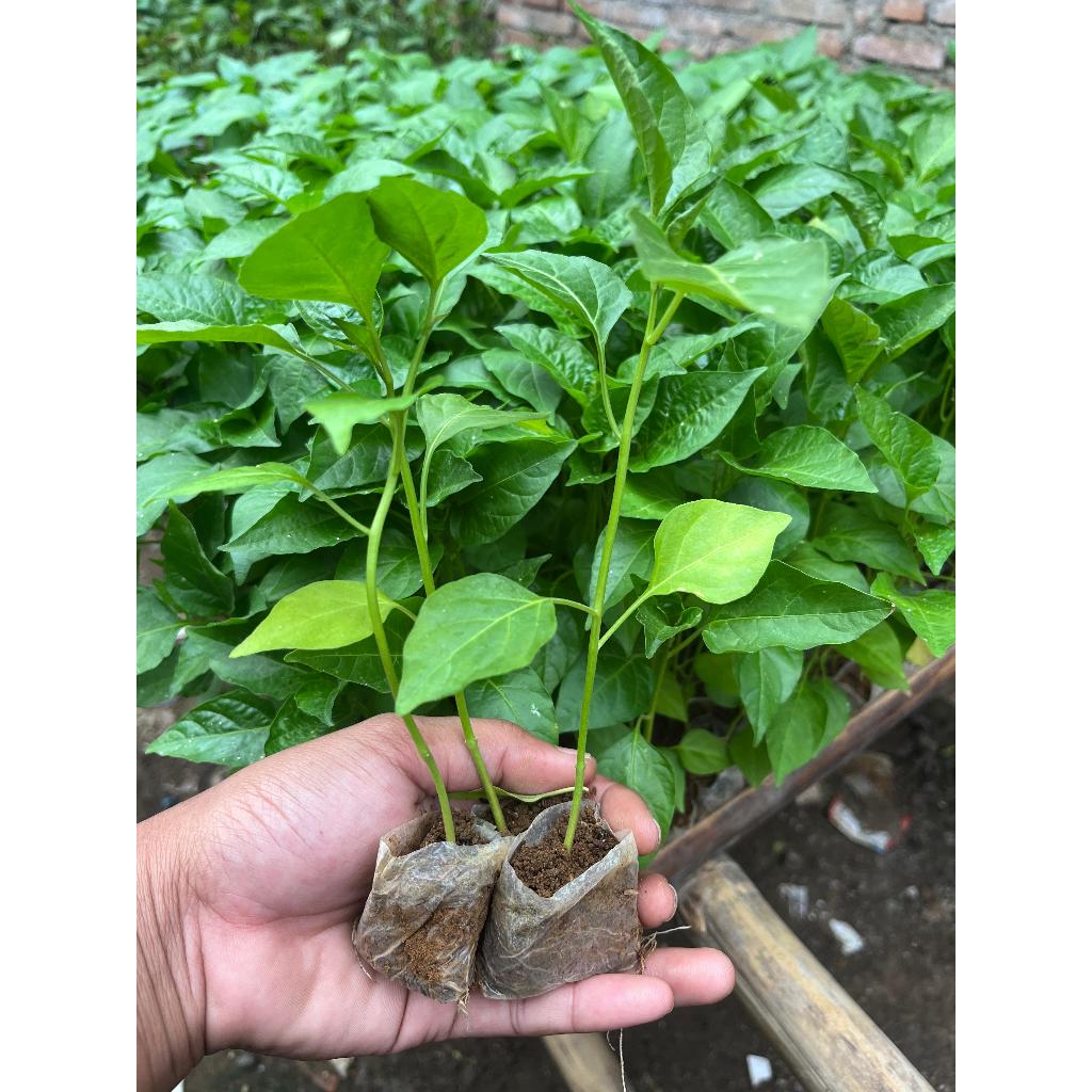Bibit Cabe Rawit Siap Tanam