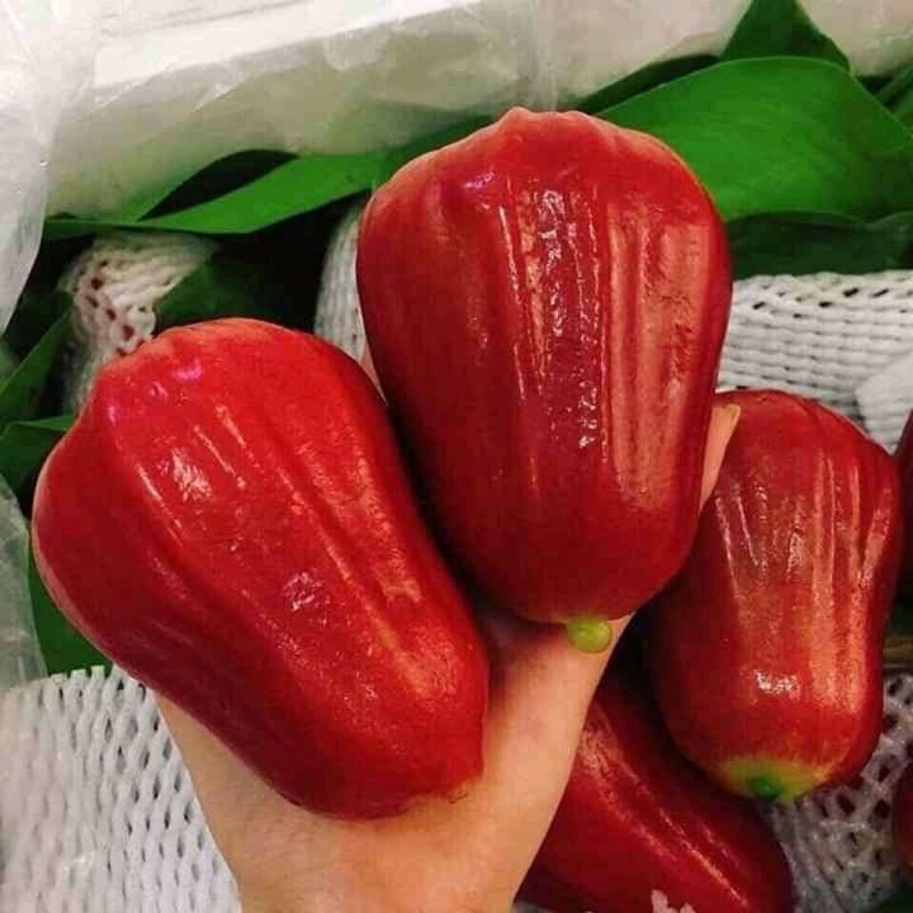 

JAMBU CITRA GEDE GEDE 1kg