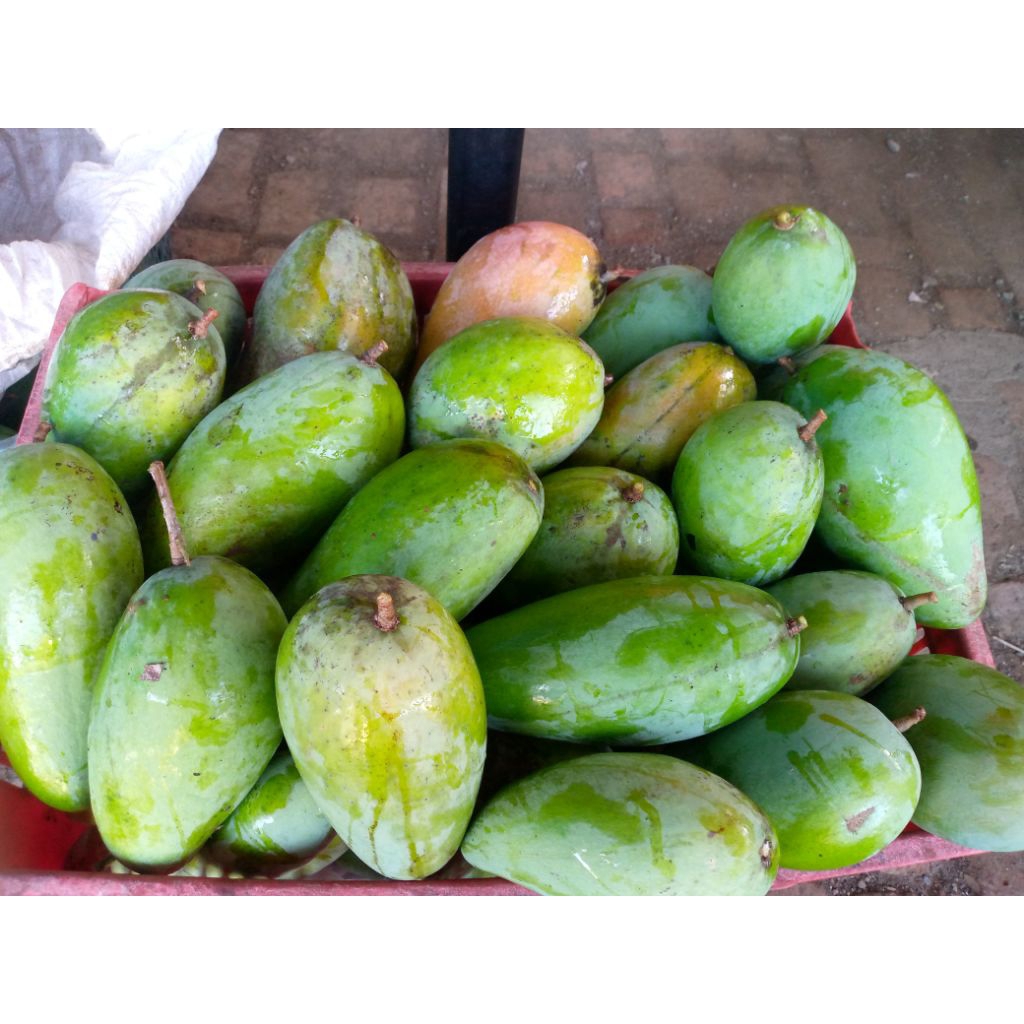 Mangga kiojay/ mangga thailand 2kg asli fresh rujak.