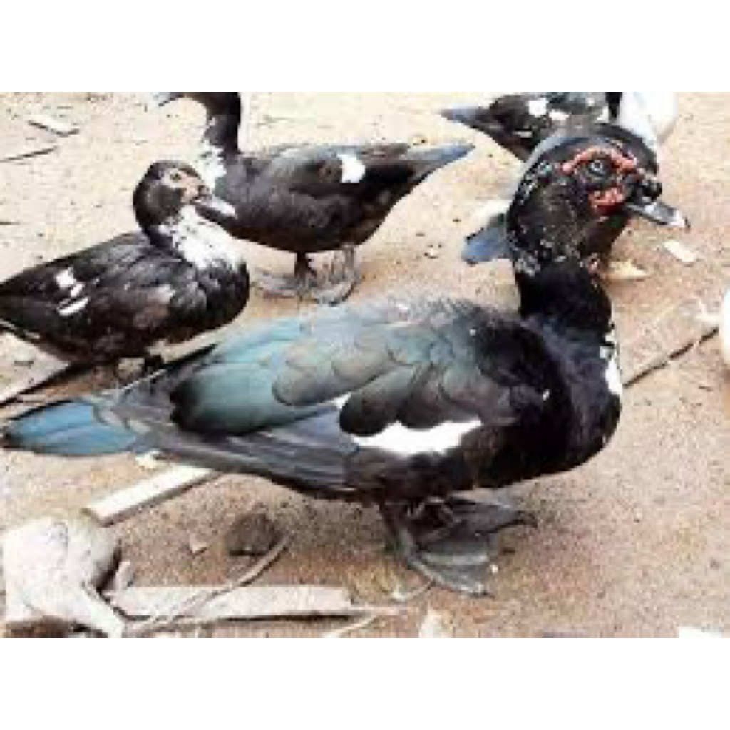 TELUR FERTIL MENTOK HIAS DRAGON JUMBO UNTUK DI TETASKAN