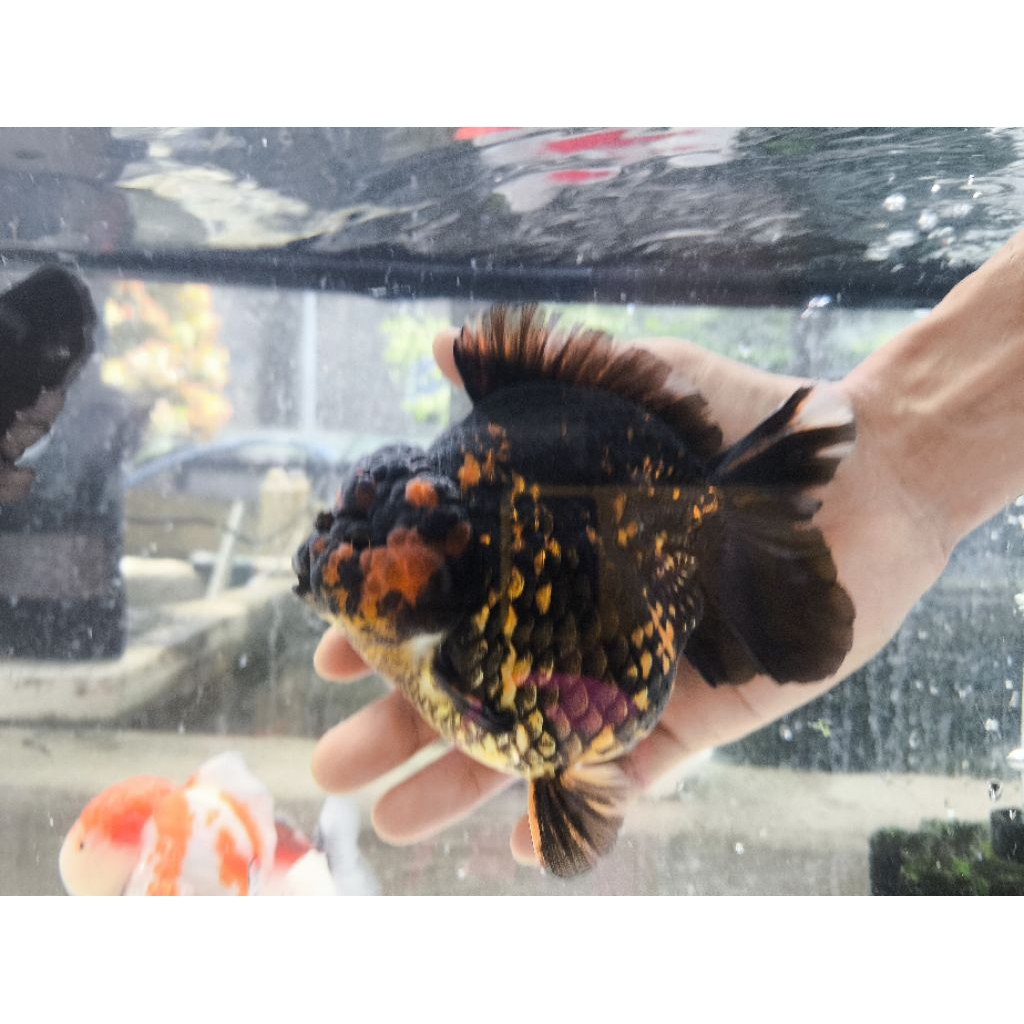 Oranda Goldfish